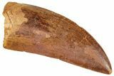 Serrated, Carcharodontosaurus Tooth - Real Dinosaur Tooth #241375-1